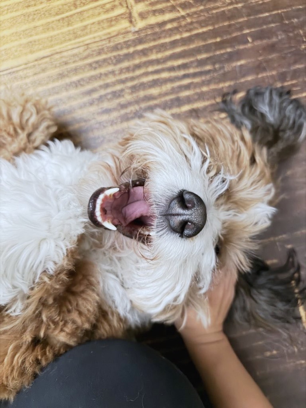 Patty, a doodle, belly-up and grinning mid-play.