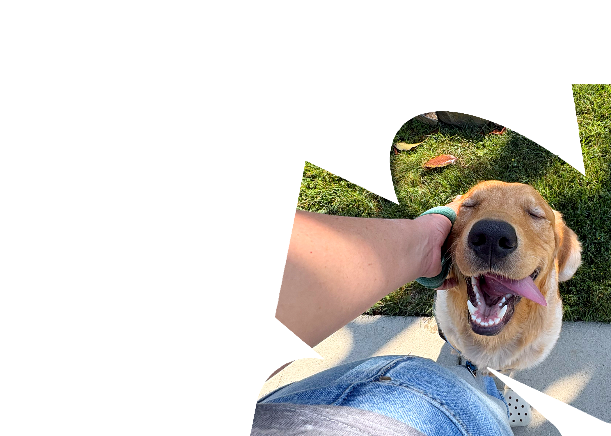 Charlie, a happy BFF Club dog